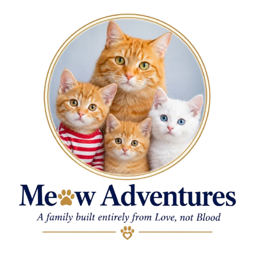 Meow Adventures